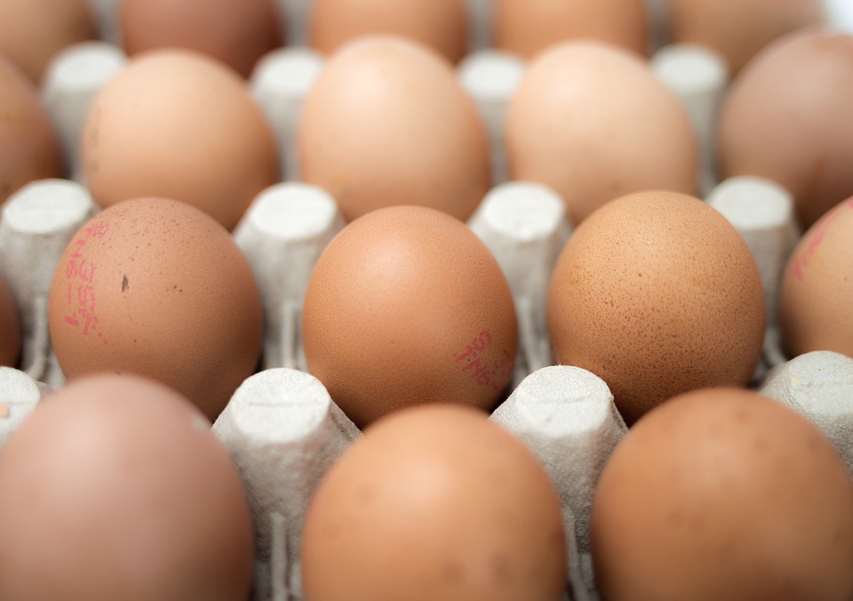 eggs