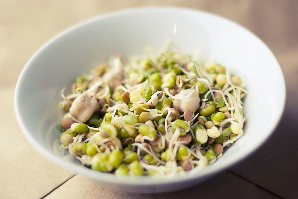 soybean